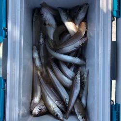 フィッシング　キッタカ 釣果