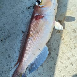 あみや渡船 JIGBOY 釣果