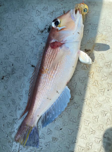 あみや渡船 JIGBOY 釣果