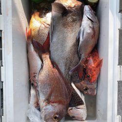 フィッシング　キッタカ 釣果