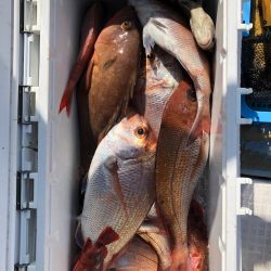 フィッシング キッタカ 釣果