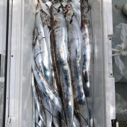 フィッシング キッタカ 釣果