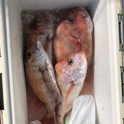 フィッシング　キッタカ 釣果