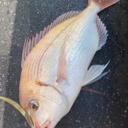 あみや渡船 JIGBOY 釣果