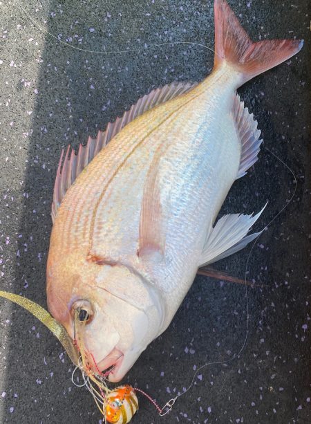 あみや渡船 JIGBOY 釣果