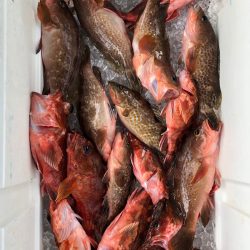 フィッシング　キッタカ 釣果