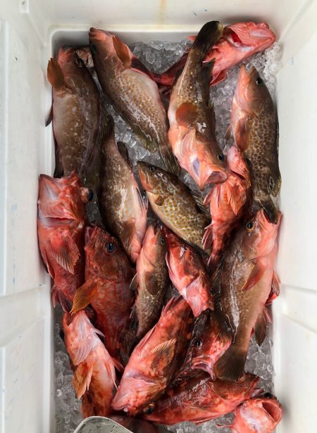 フィッシング　キッタカ 釣果