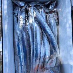 フィッシング キッタカ 釣果