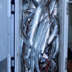 フィッシング キッタカ 釣果