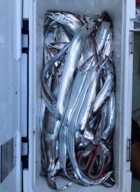 フィッシング キッタカ 釣果