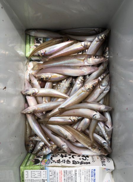 フィッシング キッタカ 釣果