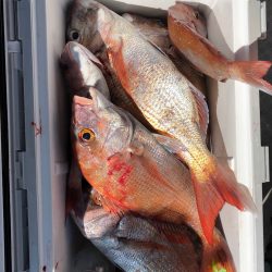 フィッシング キッタカ 釣果