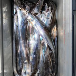 フィッシング キッタカ 釣果