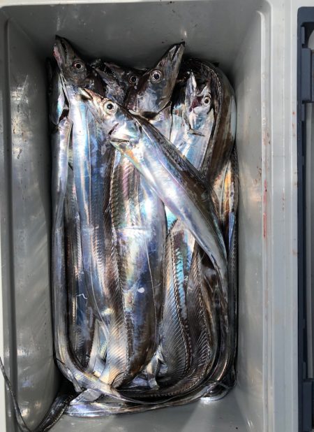 フィッシング キッタカ 釣果