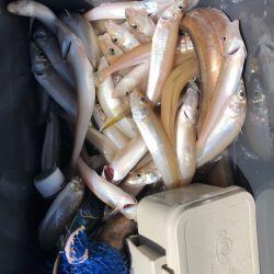 フィッシング　キッタカ 釣果