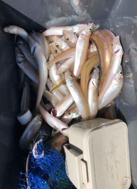 フィッシング　キッタカ 釣果