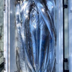 フィッシング キッタカ 釣果