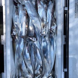 フィッシング キッタカ 釣果