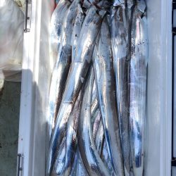 フィッシング キッタカ 釣果