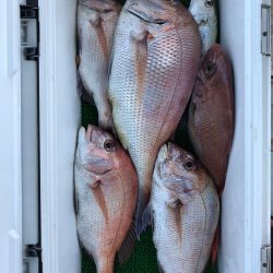 フィッシング キッタカ 釣果