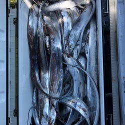 フィッシング　キッタカ 釣果