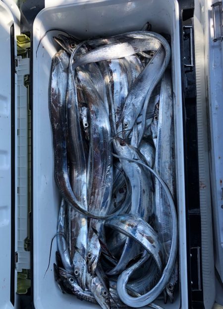 フィッシング　キッタカ 釣果