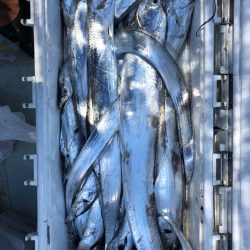 フィッシング キッタカ 釣果