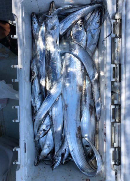 フィッシング キッタカ 釣果