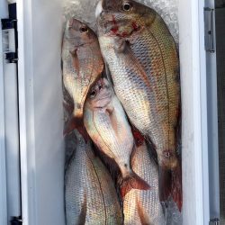 フィッシング キッタカ 釣果