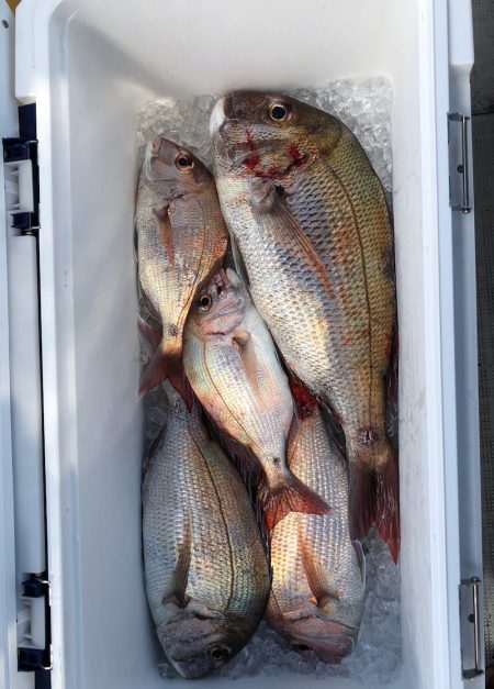 フィッシング キッタカ 釣果