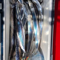 フィッシング　キッタカ 釣果