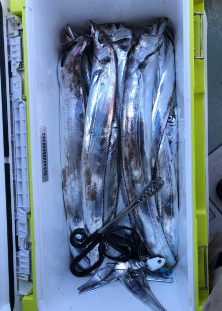 フィッシング キッタカ 釣果