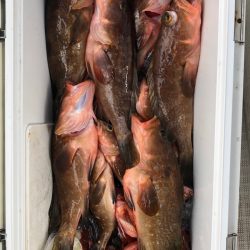 フィッシング　キッタカ 釣果