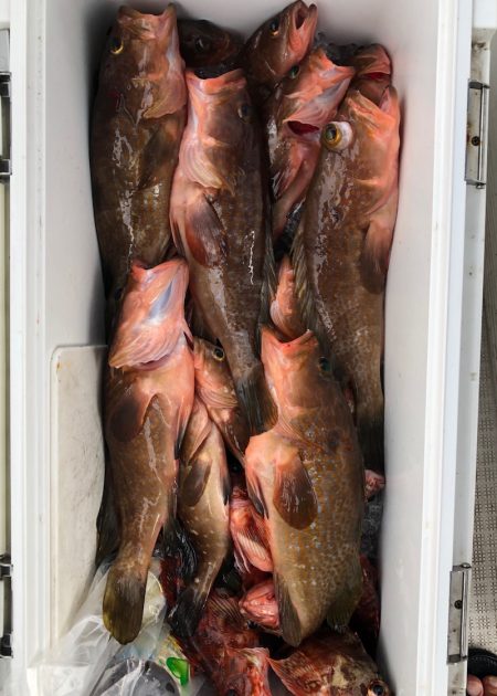 フィッシング　キッタカ 釣果