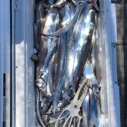 フィッシング キッタカ 釣果