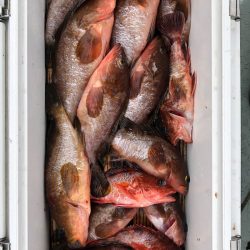 フィッシング　キッタカ 釣果