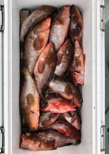 フィッシング　キッタカ 釣果