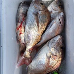 フィッシング キッタカ 釣果