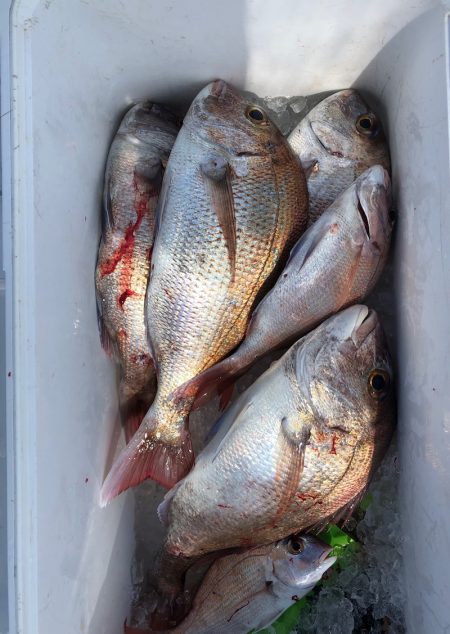 フィッシング　キッタカ 釣果