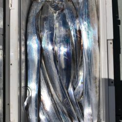 フィッシング キッタカ 釣果