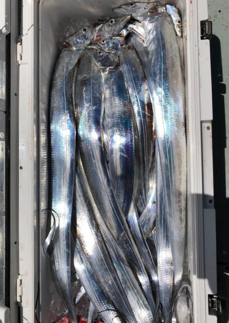 フィッシング キッタカ 釣果