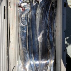 フィッシング キッタカ 釣果