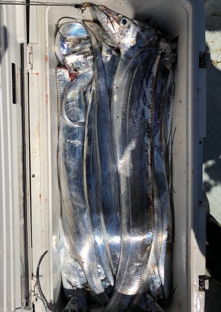 フィッシング キッタカ 釣果