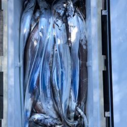 フィッシング キッタカ 釣果