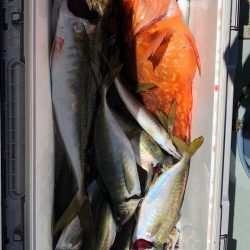 フィッシング　キッタカ 釣果