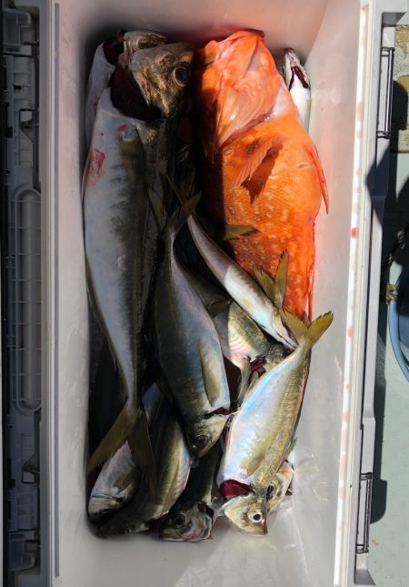 フィッシング　キッタカ 釣果