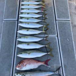 SeaRide(シーライド) 釣果