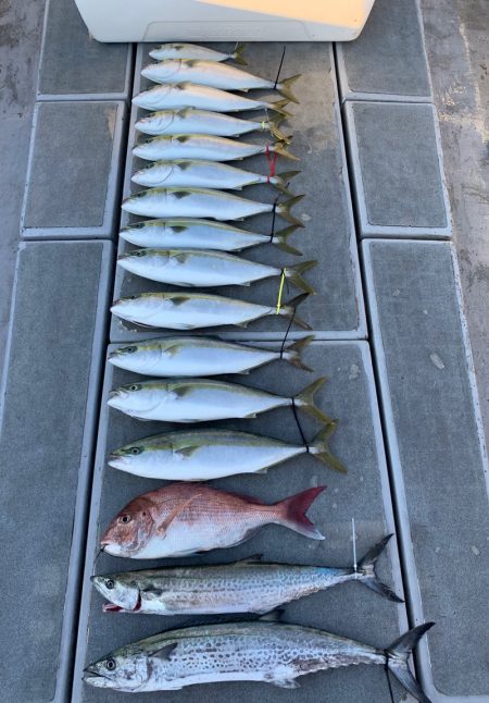 SeaRide(シーライド) 釣果