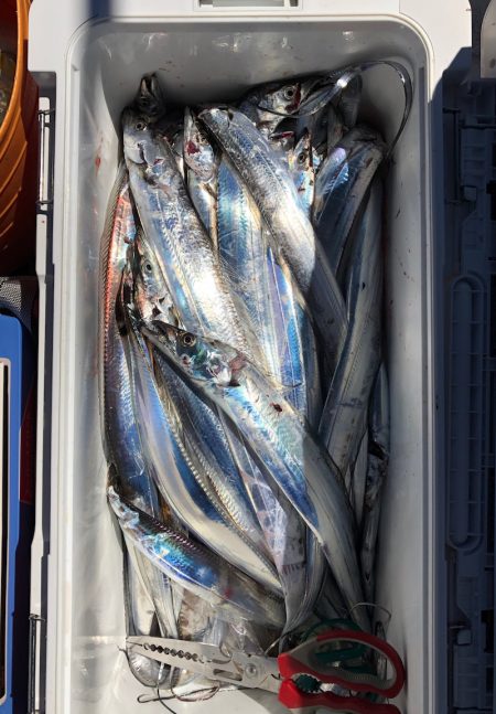 フィッシング キッタカ 釣果