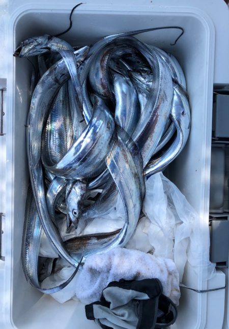 フィッシング　キッタカ 釣果